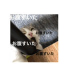 セルカのうめち（個別スタンプ：14）