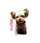 陽気なヨ–キ–ハウル君（個別スタンプ：14）