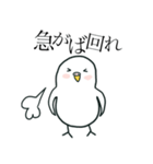 いつもインコたちと一緒に 5（個別スタンプ：26）