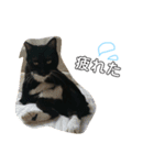 mypet juju（個別スタンプ：1）