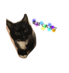 mypet juju（個別スタンプ：3）