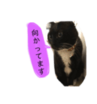 mypet juju（個別スタンプ：4）