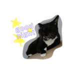 mypet juju（個別スタンプ：7）
