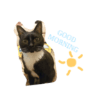 mypet juju（個別スタンプ：8）