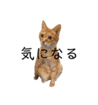 キャッツとアニー（個別スタンプ：2）
