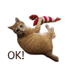 キャッツとアニー（個別スタンプ：6）