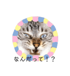 キャッツとアニー（個別スタンプ：11）