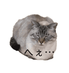 キャッツとアニー（個別スタンプ：12）