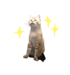 キャッツとアニー（個別スタンプ：14）
