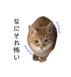 キャッツとアニー（個別スタンプ：16）