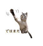 キャッツとアニー（個別スタンプ：22）