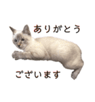 キャッツとアニー（個別スタンプ：24）