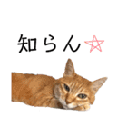 キャッツとアニー（個別スタンプ：37）