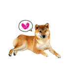 柴犬 ぼたん（個別スタンプ：1）