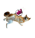 柴犬 ぼたん（個別スタンプ：2）
