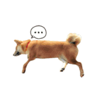 柴犬 ぼたん（個別スタンプ：3）