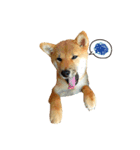 柴犬 ぼたん（個別スタンプ：4）