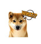 柴犬 ぼたん（個別スタンプ：5）