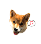 柴犬 ぼたん（個別スタンプ：6）