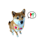 柴犬 ぼたん（個別スタンプ：7）