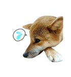 柴犬 ぼたん（個別スタンプ：8）