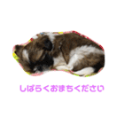 うちの仔スタンプ(犬)2（個別スタンプ：1）