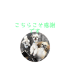 うちの仔スタンプ(犬)2（個別スタンプ：2）