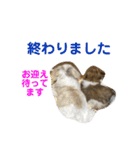 うちの仔スタンプ(犬)2（個別スタンプ：5）