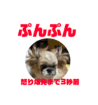 うちの仔スタンプ(犬)2（個別スタンプ：10）