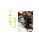 うちの仔スタンプ(犬)2（個別スタンプ：12）