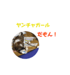 うちの仔スタンプ(犬)2（個別スタンプ：13）