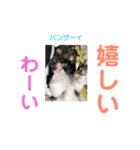 うちの仔スタンプ(犬)2（個別スタンプ：14）