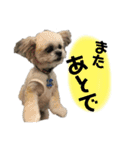 ポメシーなここちゃんと毎日（個別スタンプ：14）