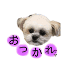 ポメシーなここちゃんと毎日（個別スタンプ：15）