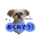 ポメシーなここちゃんと毎日（個別スタンプ：17）