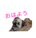 ポメシーなここちゃんと毎日（個別スタンプ：24）