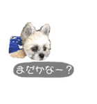 ポメシーなここちゃんと毎日（個別スタンプ：30）