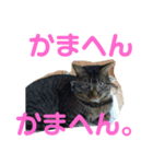 トトの播州弁2。優空と心空も参加。（個別スタンプ：6）
