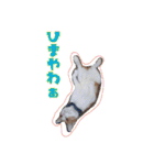 可愛いアニマルS'（個別スタンプ：9）