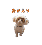 可愛いアニマルS'（個別スタンプ：13）