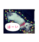 可愛いアニマルS'（個別スタンプ：31）