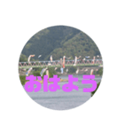 桜江大橋と鯉のぼり（個別スタンプ：2）