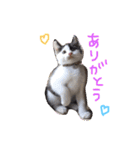 イオメロチャンฅ^•ﻌ•^ฅ（個別スタンプ：1）