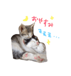 イオメロチャンฅ^•ﻌ•^ฅ（個別スタンプ：3）