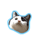 イオメロチャンฅ^•ﻌ•^ฅ（個別スタンプ：5）