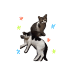 イオメロチャンฅ^•ﻌ•^ฅ（個別スタンプ：6）