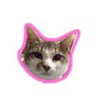イオメロチャンฅ^•ﻌ•^ฅ（個別スタンプ：11）