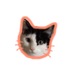 イオメロチャンฅ^•ﻌ•^ฅ（個別スタンプ：12）