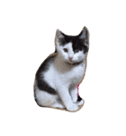 イオメロチャンฅ^•ﻌ•^ฅ（個別スタンプ：13）
