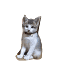 イオメロチャンฅ^•ﻌ•^ฅ（個別スタンプ：14）